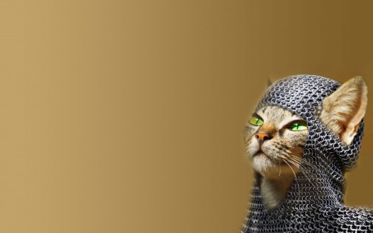 Caballero Sir Cat