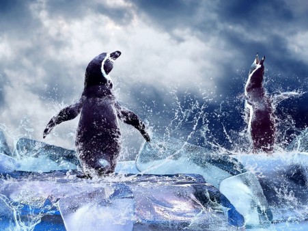 Wallpaper de Pingüinos