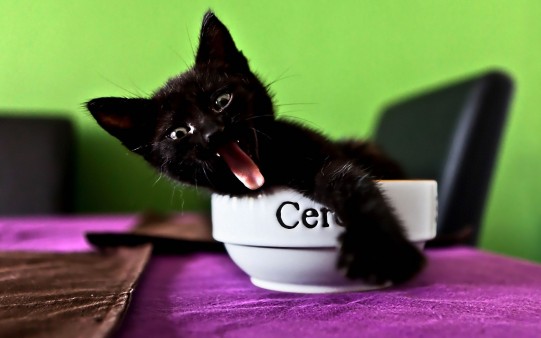 Gato negro en Taza de Cereales