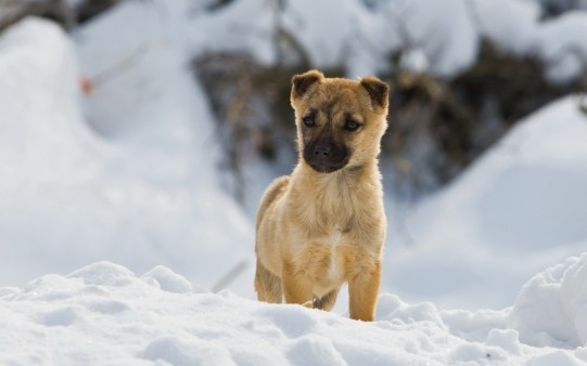 Fondo de Cachorro en la Nieve