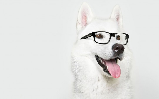 Fondo de Escritorio Perro con Gafas