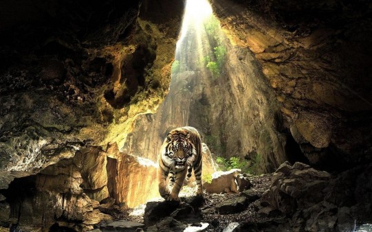 Tigre en Cueva