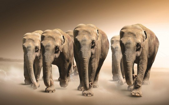 Fondos Elefantes en Manada